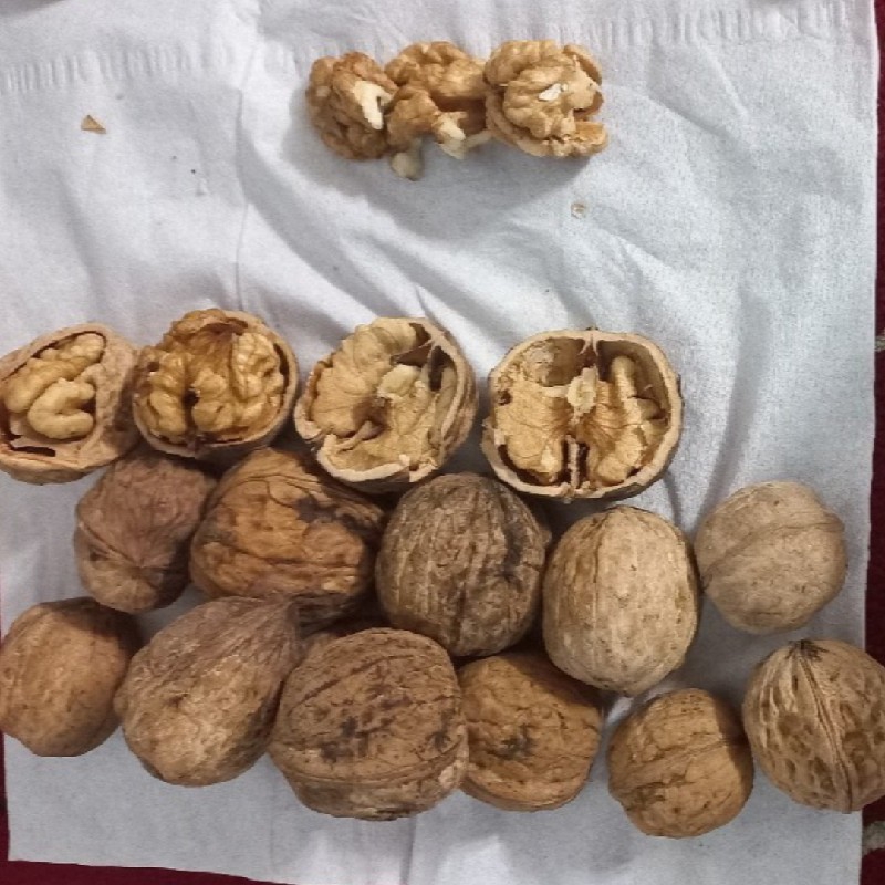 گردوکاغذی