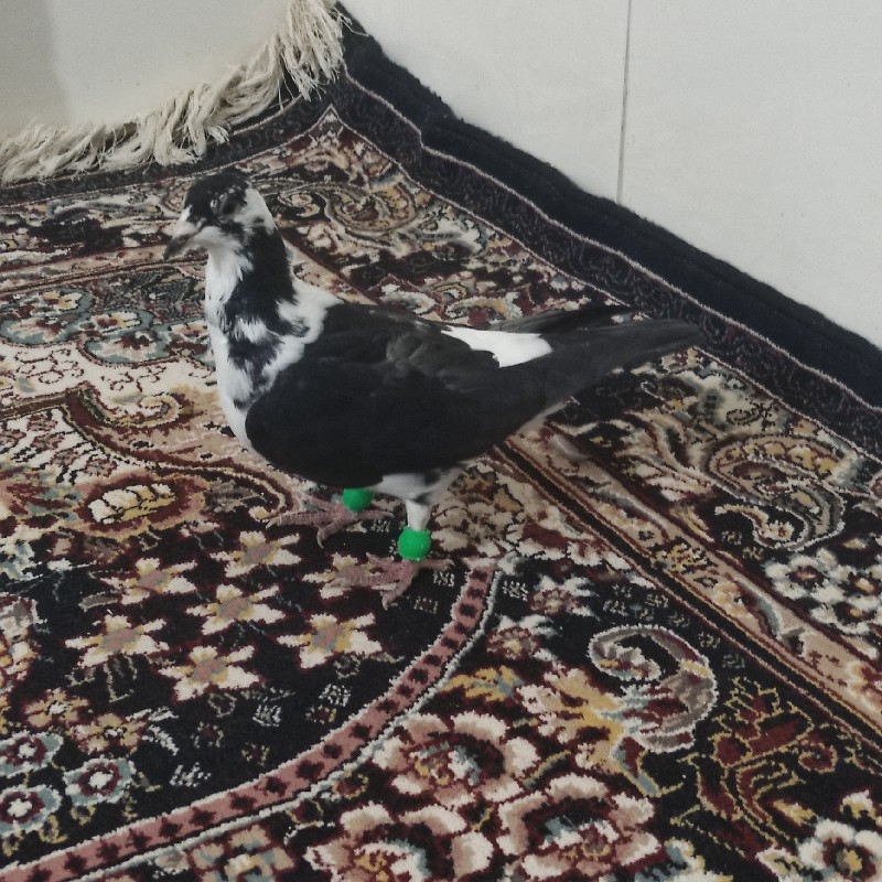 کبوتر