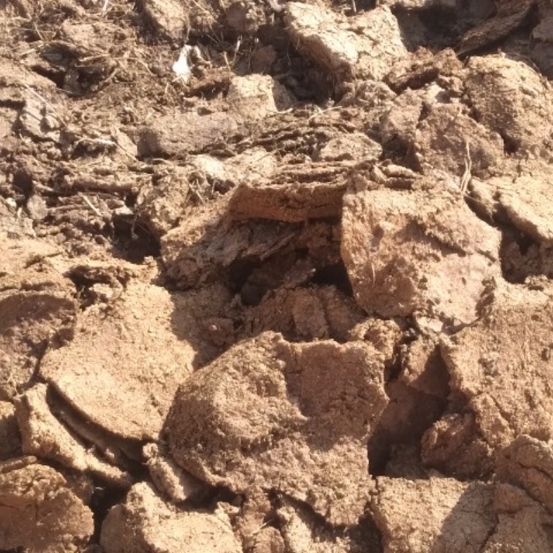 کود گوسفندی