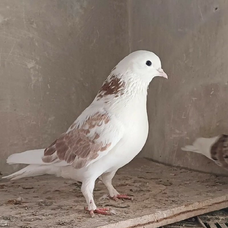 کبوتر ساعتی پرشی