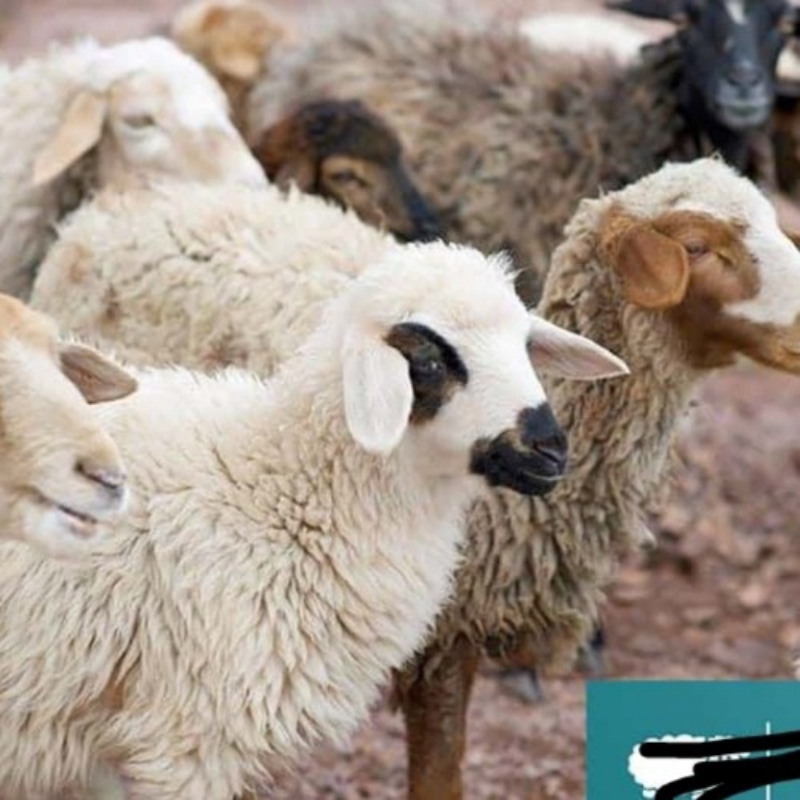 گوسفند زنده ارگانیک کاملابهداشتی