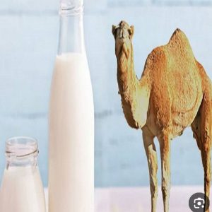دوغ شتر اصل ترکمن با بهترین کیفیت و قیمت عالی