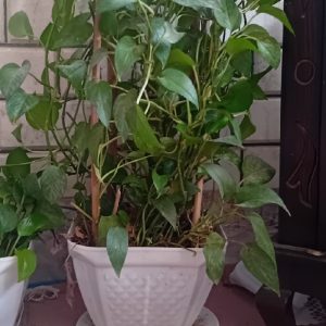 گل پتوس آپارتمانی بزرگ