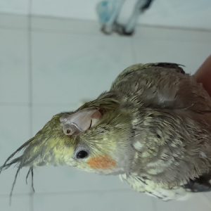 عروس هلندی