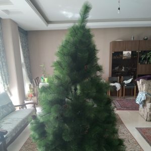درخت کاج