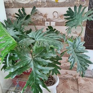 گل برگ انجیری غوول پیکر