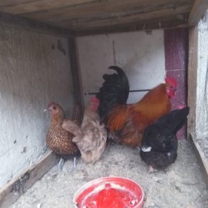 مرغ و خروس مینیاتوری