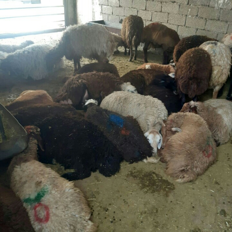 پخش گوسفند زنده