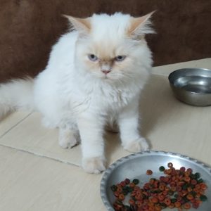 فروش بچه گربه اسکاتیش با وسایل
