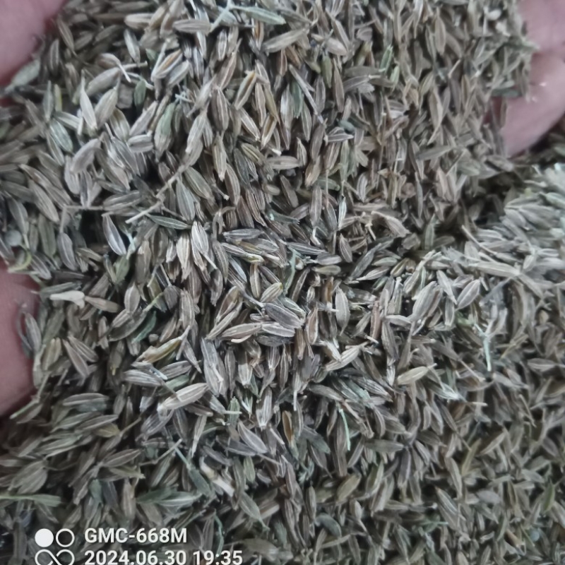 زیره سبز امساله