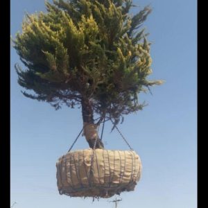 جابجایی درخت تخصص ماست