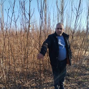 نهالستان ایرانی انواع نهال و درختان میوه