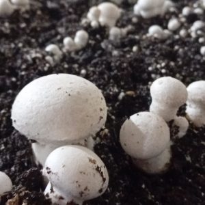 فروش قارچ دکمه ای