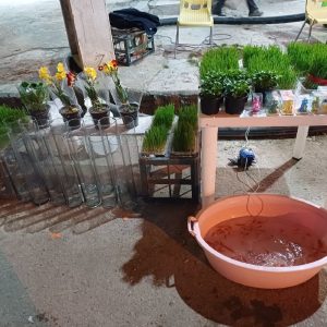 پیش فروش سبزه نارنج و گندم