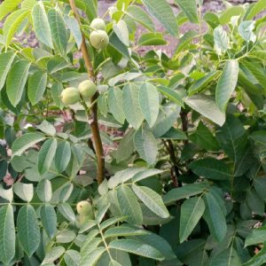 نهال‌گردو