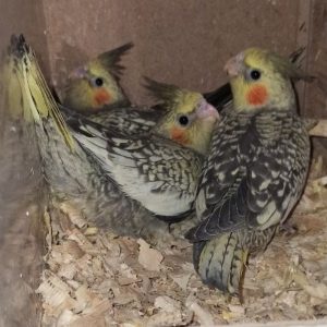 جوجه عروس هلندی