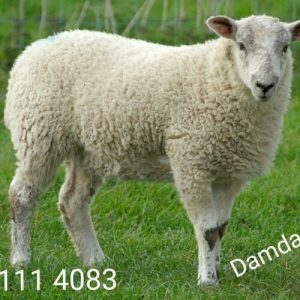 گوسفند زنده در مشهد جهت مراسم عروسی عقیقه حجاج کربلایی