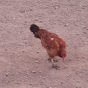 تعدادی مرغ کورچ و خروس و تخم مرغ نطفه دار