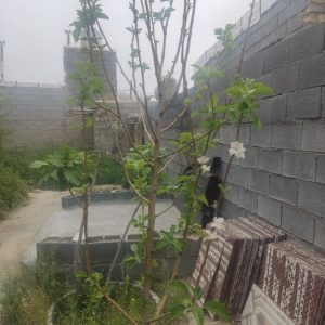 فروش باغچه ۲۱۰ متری در بند امیر زرقان شیراز