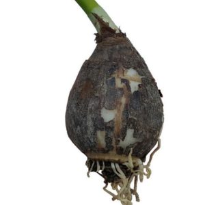 فروش پیاز گل نرگس