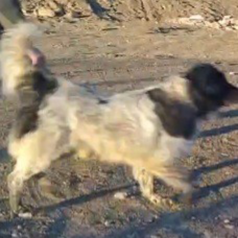 سگ قدرجونی اصل