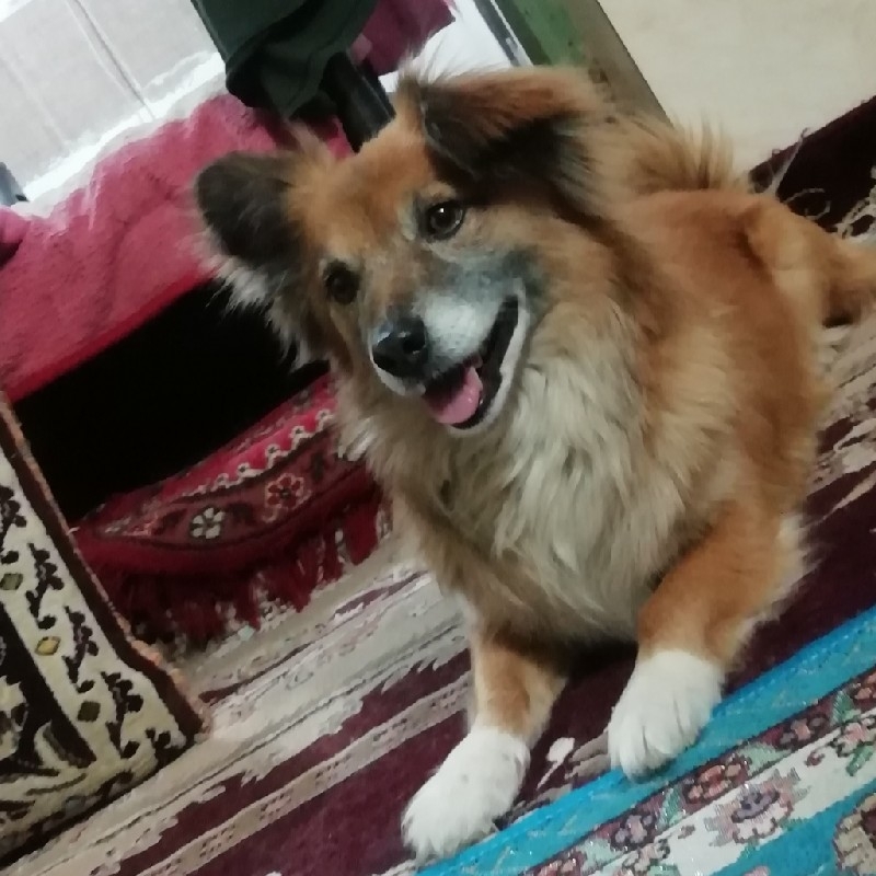 پارمین