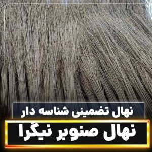 نهالستان کشاورز به مدیریت مهندس خلیلی تماس واتساپ ۰۹۳۶۲۰۵۱۹۹۶