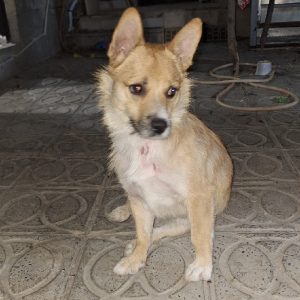 سگ نژاد دار سالم