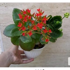 گل کالانکوا با کیفیت عالی با گلهای زرد و قرمز