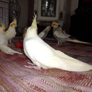 عروس هلندی
