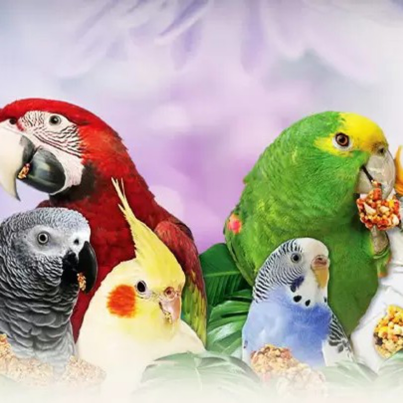 سرپرستی هر نوع پرنده شما