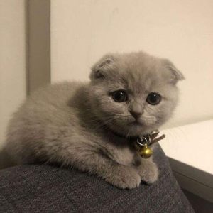 گربه اسکاتیش