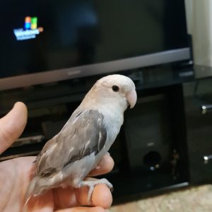 به دنبال طوطی برزیلی با بیماری پلیما