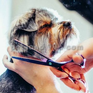 آموزشگاه تخصصی آرایش حیوانات