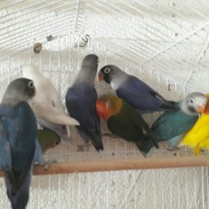 طوطی برزیلی.سرلاکی.نرمه خور.دون خور در رنگهای روشن