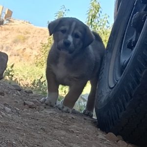 توله سگ خراسانی