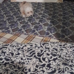 سگ مالتیز نژاد باهوش