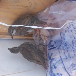 فروش بلدرچین کبک جوجه گوشتی جوجه ولایتی