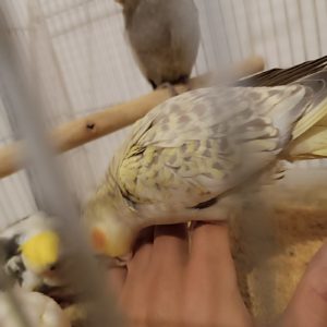 جوجه عروس هلندی