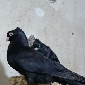کبوتر زاغ آبادانی