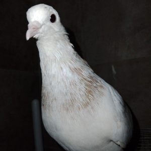 کبوتر هما دستی