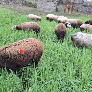معاوضه با نر تخمی
