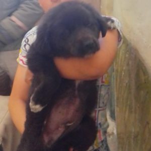 توله نر قدرجونی اصیل 2ماهه