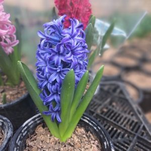 سنبل عیدگلدانی عمده