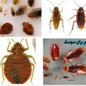 سمپاشی
