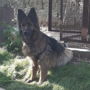 سگ ژرمن شولاین