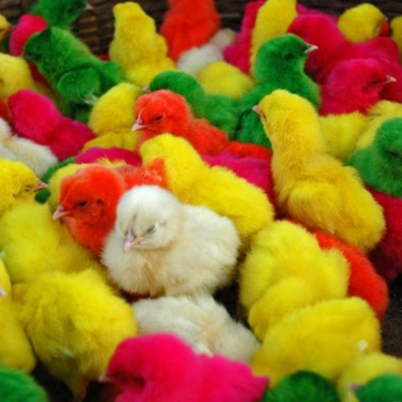 جوجه رنگی و جوجه محلی و اردک
