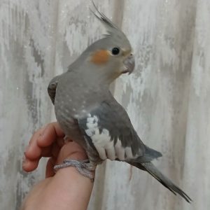 عروس هلندی