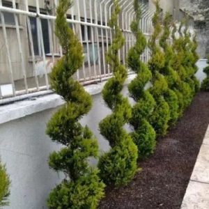 خدمات باغبانی سم پاشی هرس کاری کود دهی با مهر و فاکتور شرکت