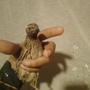 بلداچین کوهی